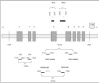 Figure 4. Diagram of hTERT transcript with telomerase (T) and reverse transcriptase (1,2,AE) motifs.