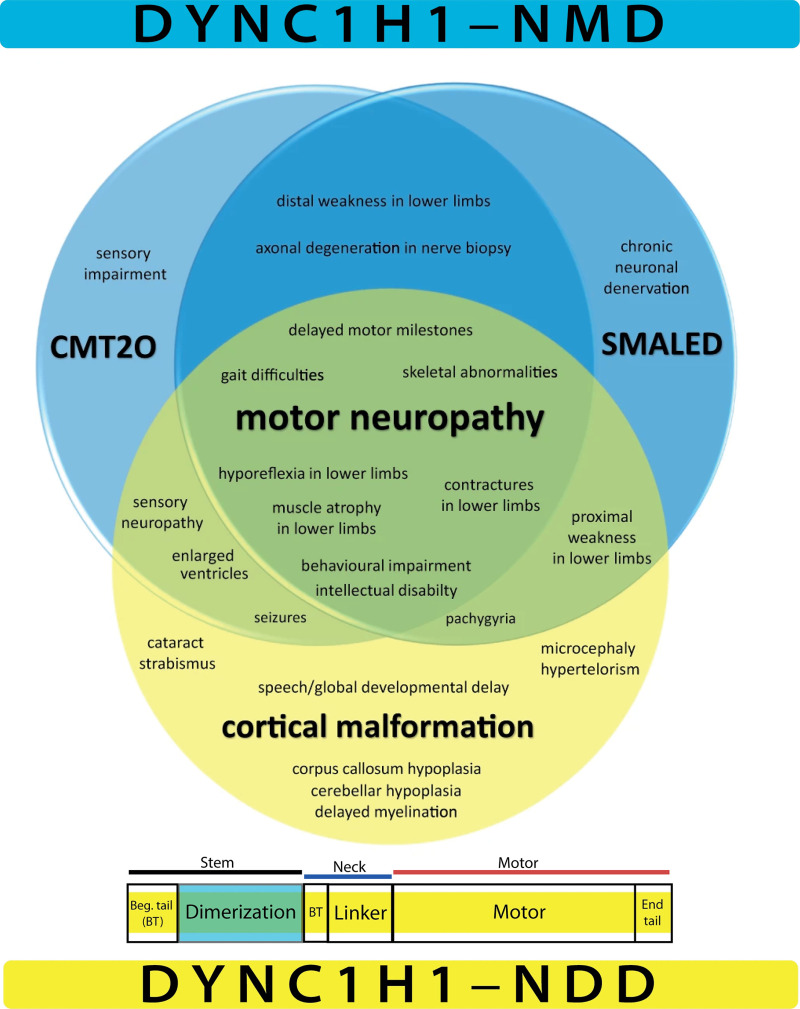 Figure 1. . Venn diagram provides an overview of key phenotypes and clinical entities in DYNC1H1-related neuromuscular disorder (DYNC1H1-NMD; indicated in blue) and DYNC1H1-related neurodevelopmental disorder (DYNC1H1-NDD; indicated in yellow).