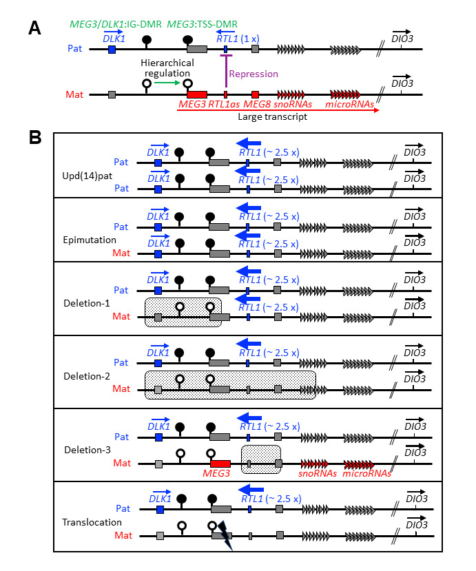 Figure 4. . Chromosome 14q32.