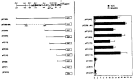 Figure 1. Maspin CAT constructs and CAT assays.