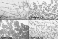 Figure 4. Mouse normal mammary gland development.