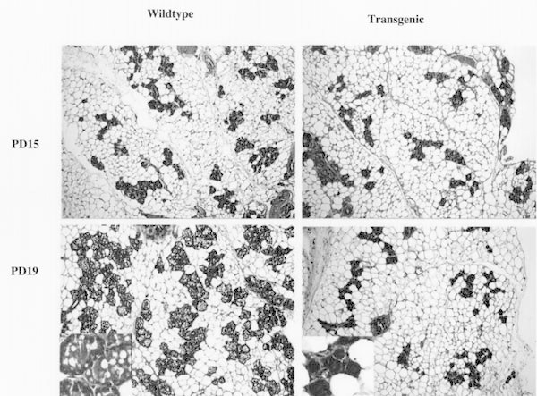 Figure 5. Histological analysis of mammary tissues from the following mice: (A) wild-type at day 15 pregnancy; (B) transgenics at 15-day pregnancy; (C) wild-type at day 19 pregnancy; (D) transgenics at day 19 pregnancy.