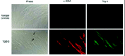 Figure 2. α-SMA is expressed in Thy-1+ human myometrial fibroblasts.