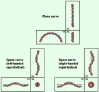 Figure 1. Three-dimensional views along each axis, of two-dimensionally curved and three-dimensionally curved DNA structures.