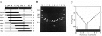 Figure 2. Circular permutation assay.