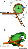 Figure 3. Schematic view showing the RNA polymerase and the trajectory of the DNA (A) and three-dimensional representation of how promoter DNA wraps around the polymerase (B).