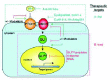 Figure 1. Scheme of the HEDGEHOG-GLI pathway.