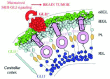 Figure 3. SONIC HEDGEHOG signaling controls cerebellar patterning and growth and its deregulation leads to medulloblastoma.