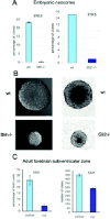 Figure 4. Hedgehog-Gli signaling controls stem cell behavior.