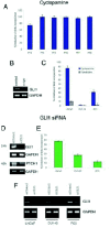 Figure 6. Inhibition of human prostate cancer cell proliferation by cyclopamine and GLI1 RNA interference.