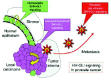 Figure 8. Schematic representation of the proposed causal relationship of the abnormal state of HH-GLI signaling in prostate cancer.