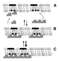 Figure 1. Hypothetical model of low affinity protein interactions with sphingomyelin/ceramide-enriched domains via regulated avidity.