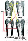 Figure 1. Typical specimens of demineralized (i.