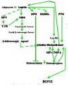 Figure 10. The overall restraining of bone growth from the brain by leptin and neuropeptide Y (NPY) via local, hypothalamic nuclei-dependent β-adrenergic agents and the direct positive, brain-independent control of bone growth by leptin and its receptors.