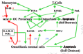 Figure 11. How estrogen and things made by T-lymphocytes control osteoclast generation and bone turnover.