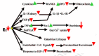 Figure 12. Summary of some of the many consequences of an estrogen crash on bone.