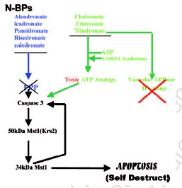 Figure 14. The mechanisms by which N-bisphosphonates drive osteoclasts to self destruction by causing them to switch on their apoptosis mechanism.