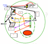 Figure 18. The travels of a PTHR1 (shaded arrows) in a target cell such as an osteoblast.