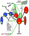 Figure 20. The osteoblastic maturation story and how a subcutaneously injected PTH such as hPTH-(1-34) (Forteo™) or one of the Ostabolin™ family peptides such as hPTH-(1-31)NH2 (Ostabolin™) swallowed in a pill might affect it.