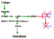 Figure 21. The pivotal moment in the initiation of osteoblast differentiation.