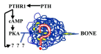 Figure 22. The points in the osteoblast maturation program where PTHs and maybe statins control the progression to mature bone-making osteoblast.