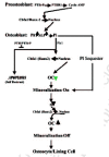 Figure 23. The control of matrix mineralization.