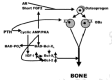 Figure 24. Two of the three ways by which a PTH stimulates bone formation.