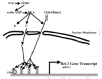 Figure 25. How a PTH could directly stimulate the expression of the apoptosis-preventing Bcl-2 protein.