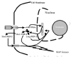 Figure 26. FGF-2 is one of the major missionary growth factors sent out from a PTH-stimulated osteoblast.