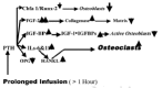 Figure 27. The various things that happen to stimulate osteoclast activity and bone resorption rather than bone growth when a PTH is continuously infused instead of being injected once a day or swallowed once a day in a pill.