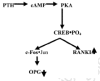 Figure 28. The reciprocal control of osteoprotegerin (OPG) and RANKL expression by a cyclic AMP/PKA signal from PTH-activated PTHR1 receptor.