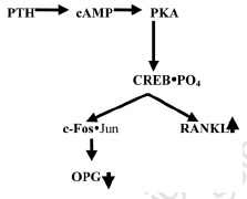 Figure 28. The reciprocal control of osteoprotegerin (OPG) and RANKL expression by a cyclic AMP/PKA signal from PTH-activated PTHR1 receptor.