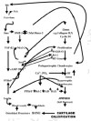 Figure 29. The roles of PTHrP and its friend, Ihh (Indian hedgehog), to steer the voyage of chondroblasts from the the stem cell niche to hypertrophic self destruction and cartilage calcification.