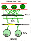 Figure 3. The storm hits! A microcrack slices through the dense tangle of canalicular communication lines through which the osteocytes received nutrients and oxygen, got rid of their wastes, and sent a stream of strain-generated signals to the retired osteoblasts, the B-LCs, lining the osteonal (or trabecular) surface.