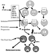 Figure 30. How a lifelong barrage of PTH boluses can induce osteosarcoma.