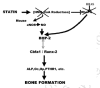 Figure 31. Lipophilic statins are frustratingly inconsistent stimulators of bone growth in humans, mice, and rats.