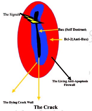 Figure 4. Because of ruptured supply lines, the starving and suffocating osteocytes bordering a microcrack start the self-destructive apoptotic mechanism, which is driven in part by the increasingly expressed Bax protein.