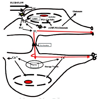 Figure 6. How the bending of a femoral (for example) osteocyte's primary cilium by fluid sloshing back and forth in the cell's lacuna, when the bone's owner is walking, running, or breathing can send signals streaming through the osteointernet.