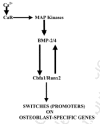 Figure 7. The signals from the CaRs (Ca2+-sensing receptors) sticking out of the cell membrane triggers the expression of BMPs (bone morphogenic proteins) which drive the development of osteoblasts by switching on the gene for Cbfa1/Runx-2, which in turn configures the promoters of various osteoblast-specific genes for activation by specific transcription factors.