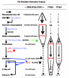 Figure 8. The relation between proliferative activity and PTHR1 and PTHrP expressions at the various stages of osteoblastic differentiation, using the information provided by Aubin (20002001) and Aubin and Triffitt (2002) as the foundation of the scheme.