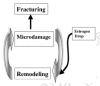 Figure 9. The vicious cycle of remodeling↔microdamage→fracturing which is the engine that drives postmenopausal bones to osteoporotic hyperfragility and fracturing.