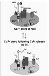 Figure 1. Model of CRT/CNX regulation of ER Ca2+ signaling.