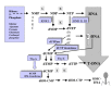 Figure 1. Metabolic pathways for RNA and DNA precursors biosynthesis: a palimpsest from the RNA to DNA world transition? The biosynthetic pathways for purine and pyrimidine nucleotides both start with ribose 5-monophosphate.