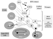 Figure 2. Evolution of DNA replication mechanisms in the viral world? This figure illustrates a coevolution scenario of cells and viruses in the transition from the RNA to the DNA world.