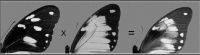 Figure 1. A cross of two genotypes of Papilio dardanus with codominant alleles.