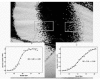 Figure 11. Boundaries between two color fields on the fore wing of Papilio glaucus, illustrating stochastic transitions.