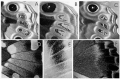 Figure 3. Stochastic pigment expression is a common feature of butterfly color patterns.