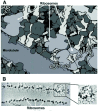 Figure 1. Proteins fold in highly crowded environments.