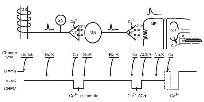 Figure 1. The classical “knee-jerk” stretch reflex illustrates the critical role of voltage-gated Ca2+ channels in converting electrical signals to biochemical and mechanical signals.