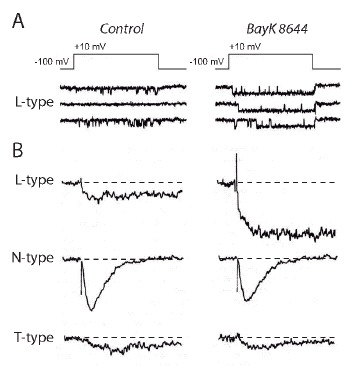 Figure 4. Distinguishing between three classes of Ca2+ channel activity in sensory neurons with distinct biophysical and pharmacological profiles.